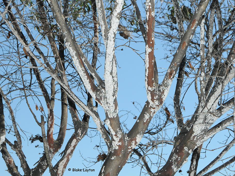 crape myrtle with bark scale.